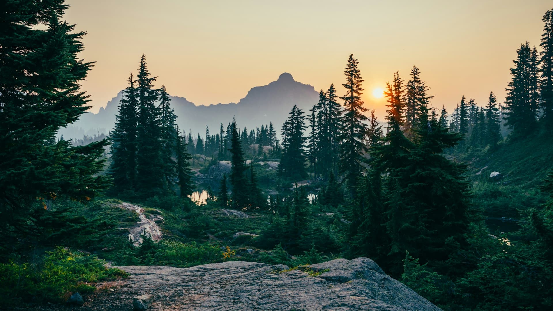 Dense alpine forest climbing the mountain slopes, mist threading between the trees