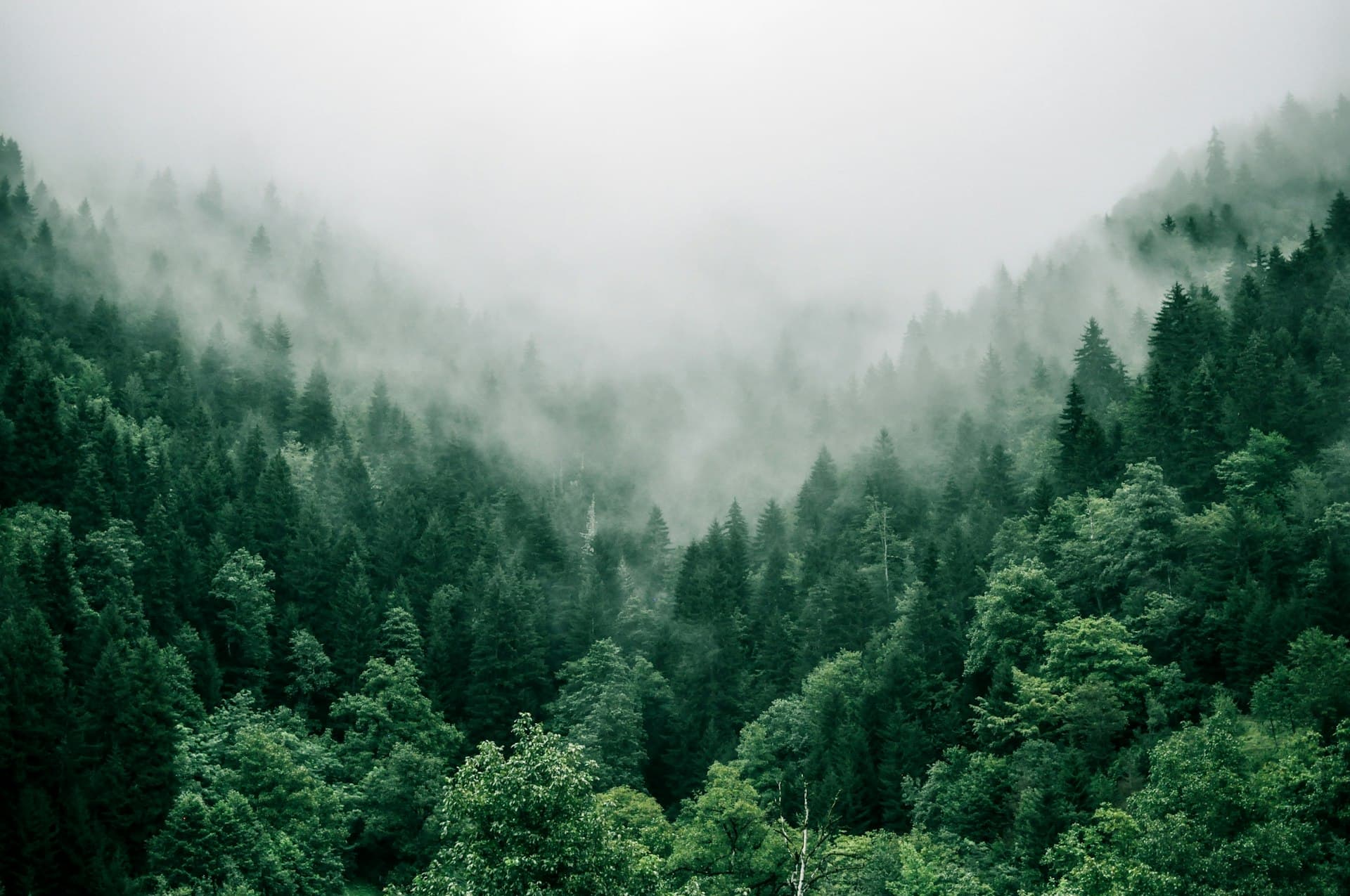 Misty evergreen forest covering the Cascade Range, fog filling the valleys