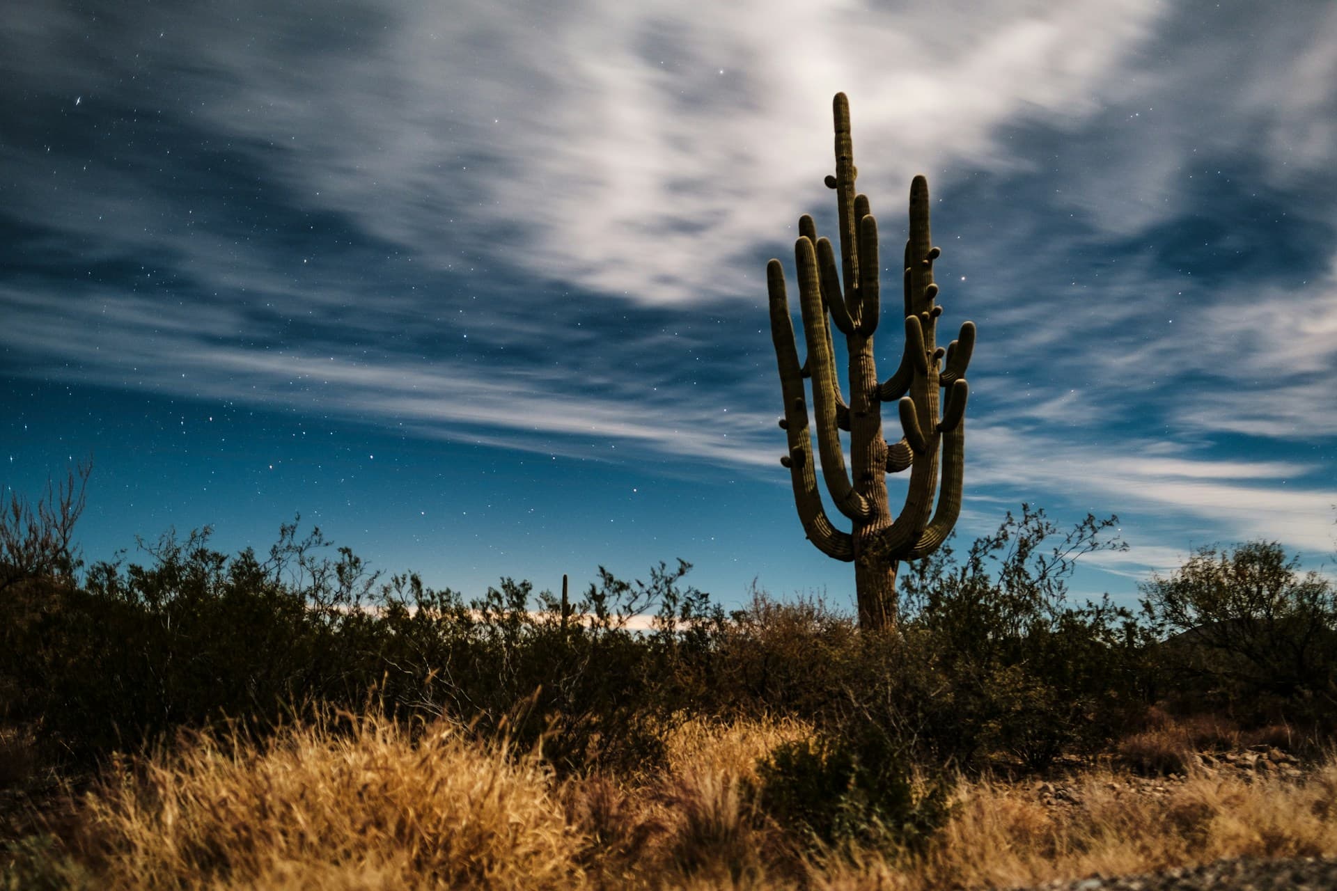 Saguaro cacti silhouetted against a pink Sonoran Desert dawn